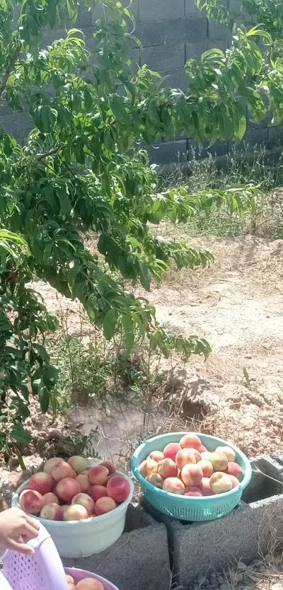 فروش زمین باغی