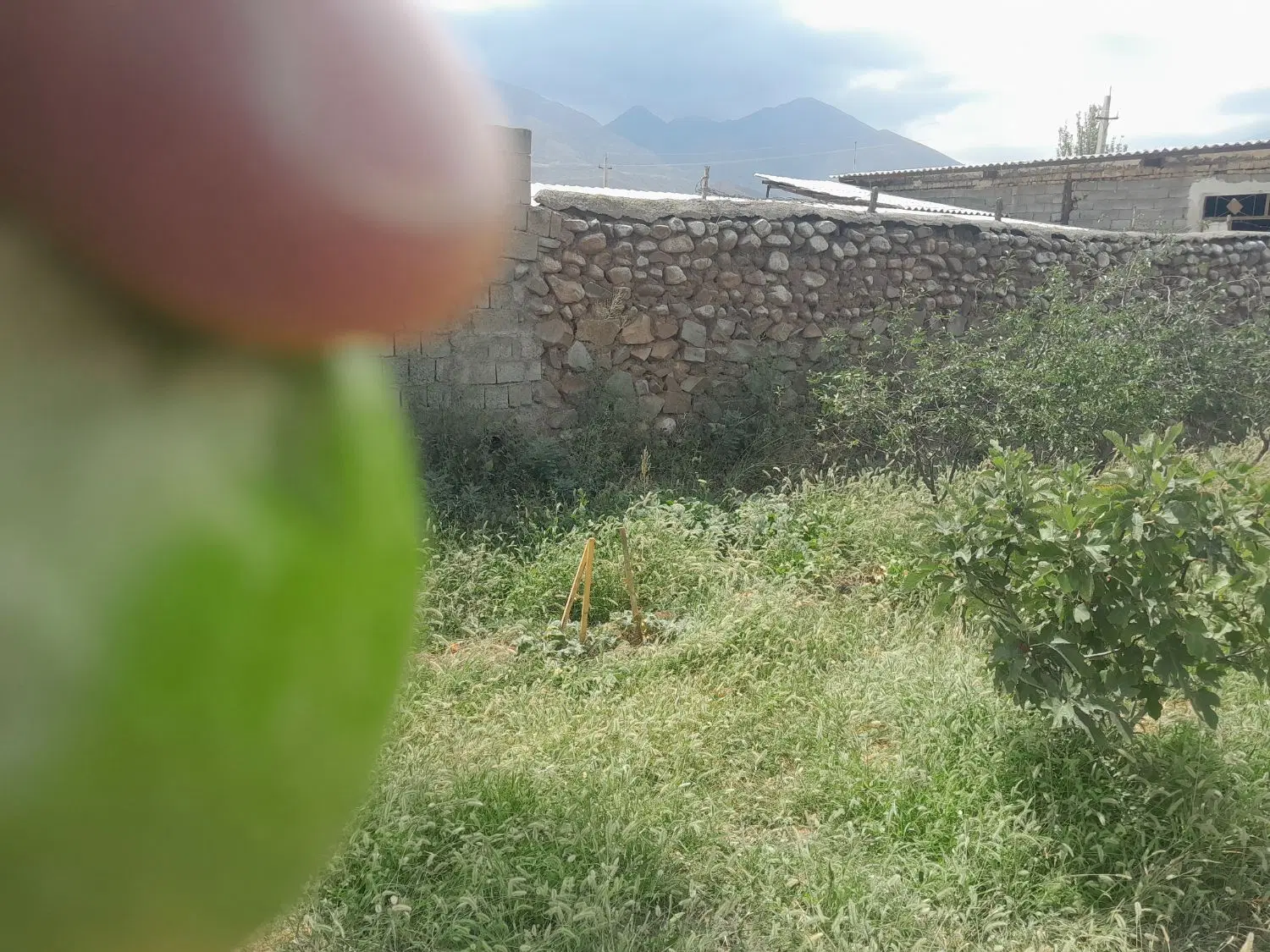 باغ درروستای محبوب آباد