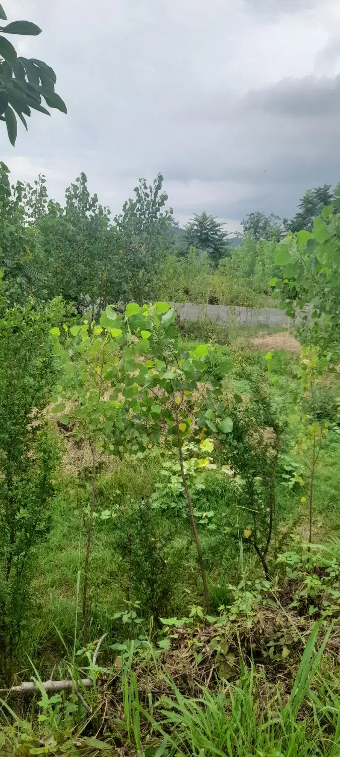 ۴۰۰ متر زمین سند دار