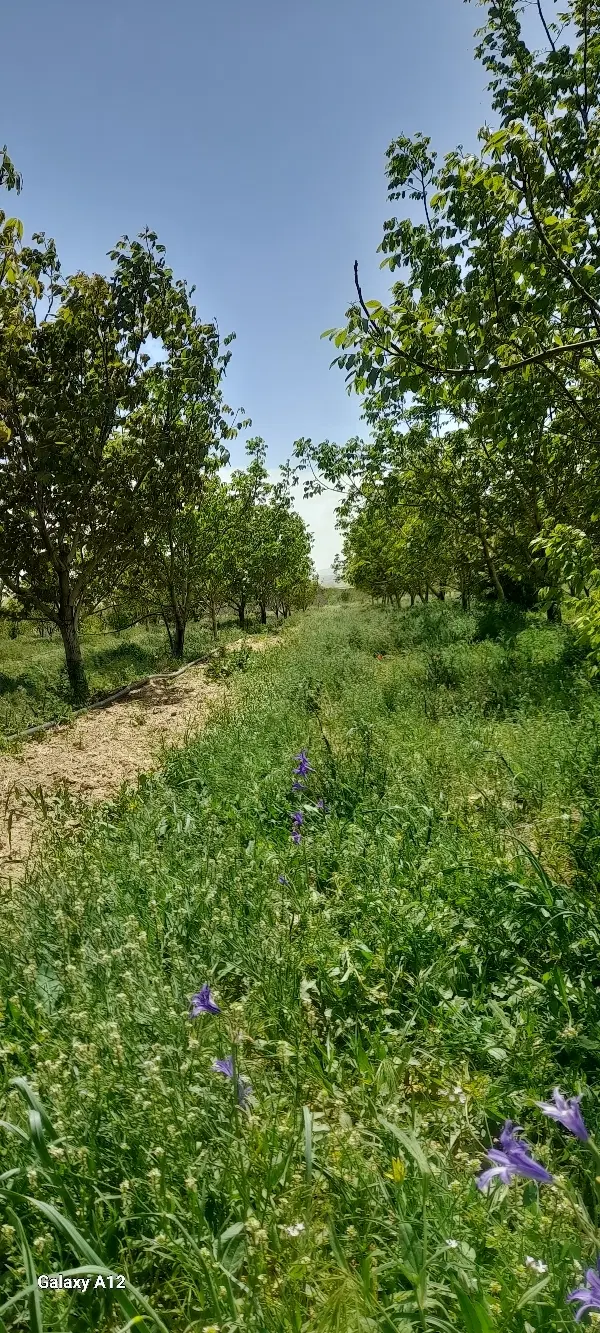 اجاره زمین کشاورزی همراه موتور آب