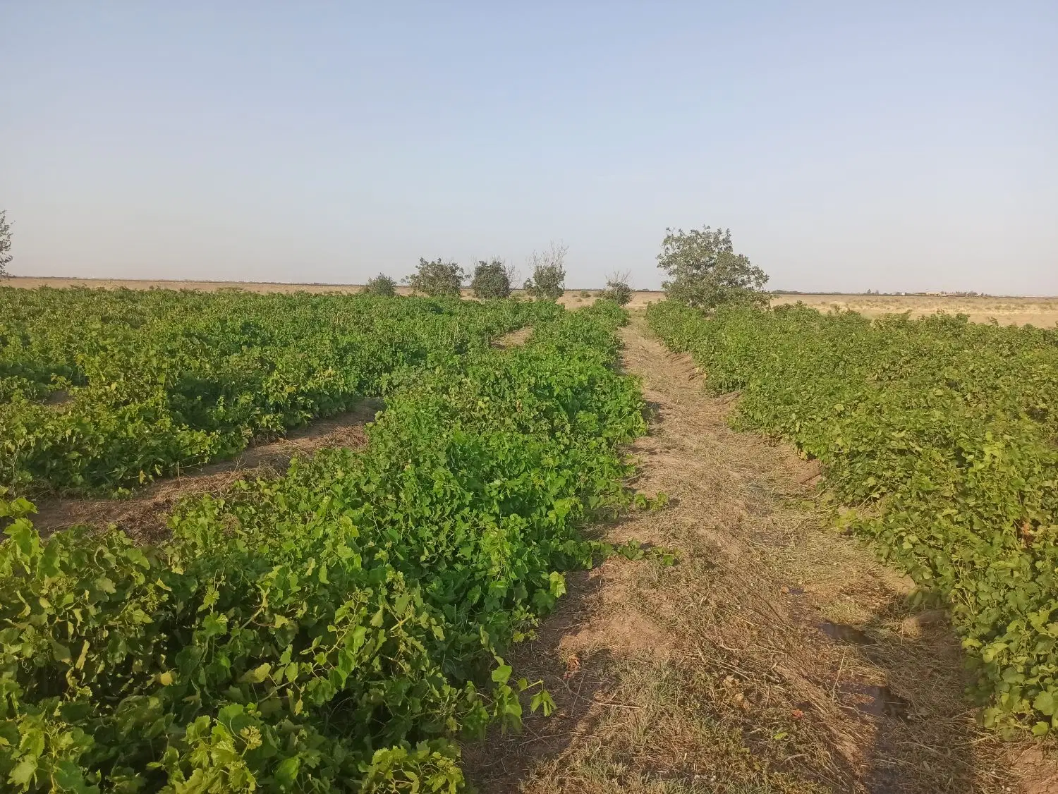 باغ انگور