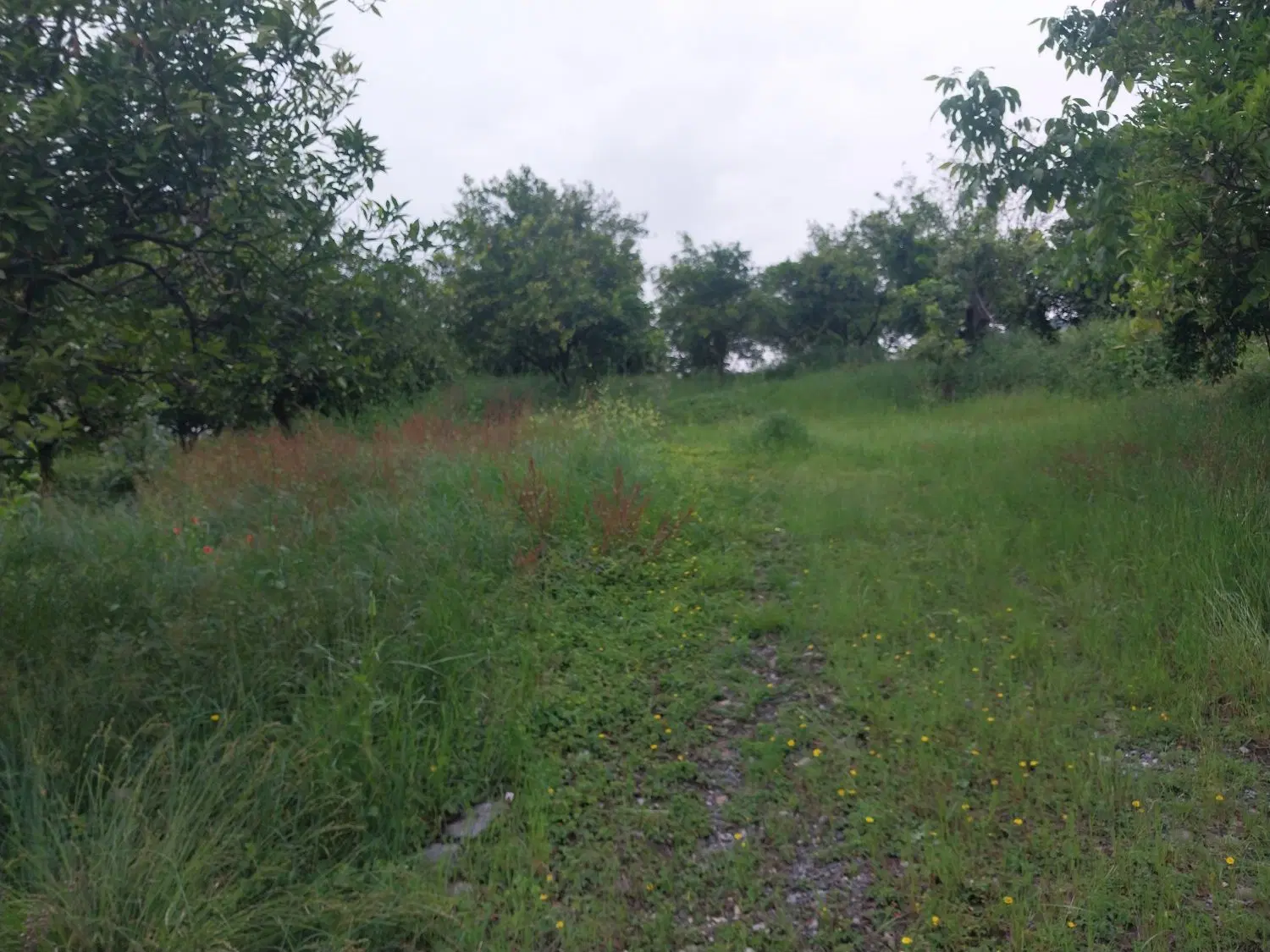 فروش زمین لفور روستای شیردارکلا