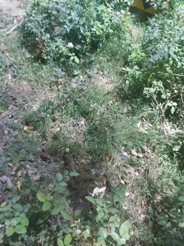 زمین کشاورزی