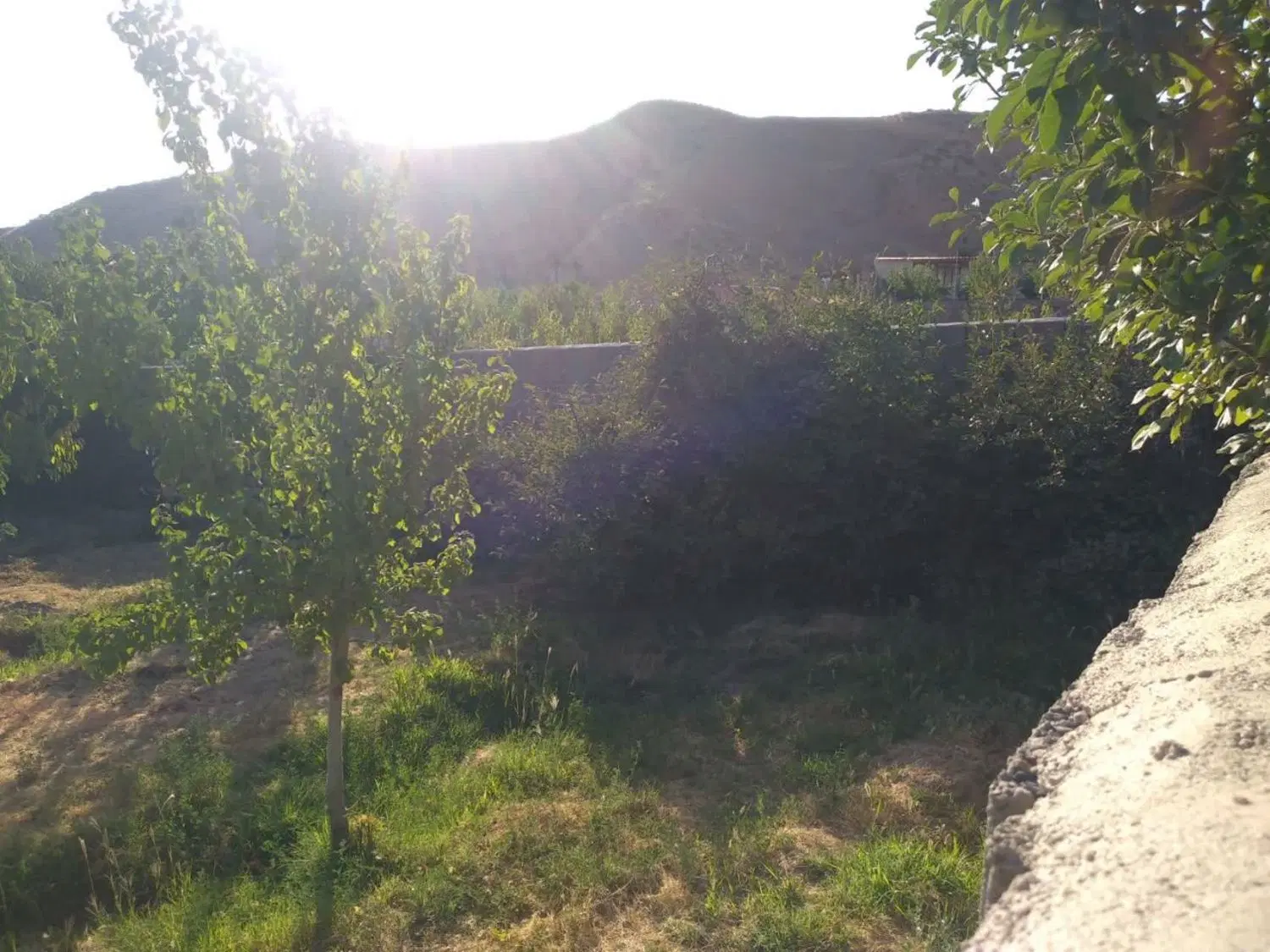 باغ دور دیوار