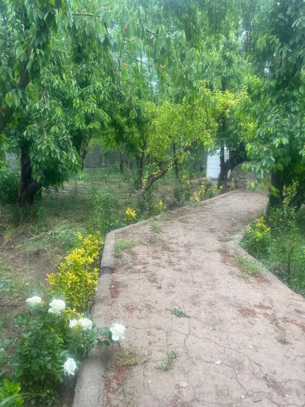 باغ گیلاس سرسبز