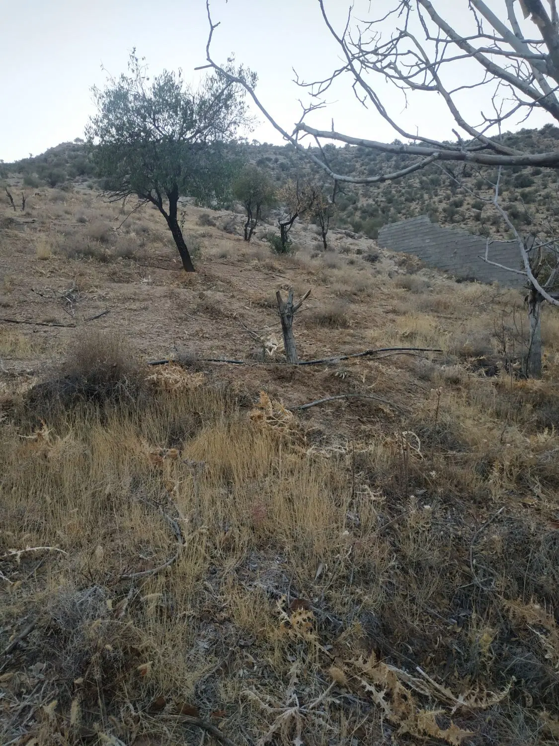 زمین باغی