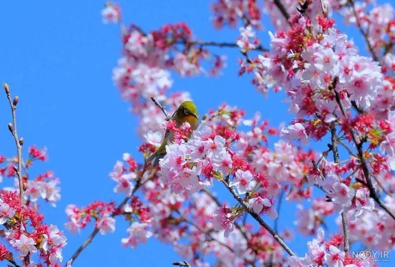 باغ پسته و میوه