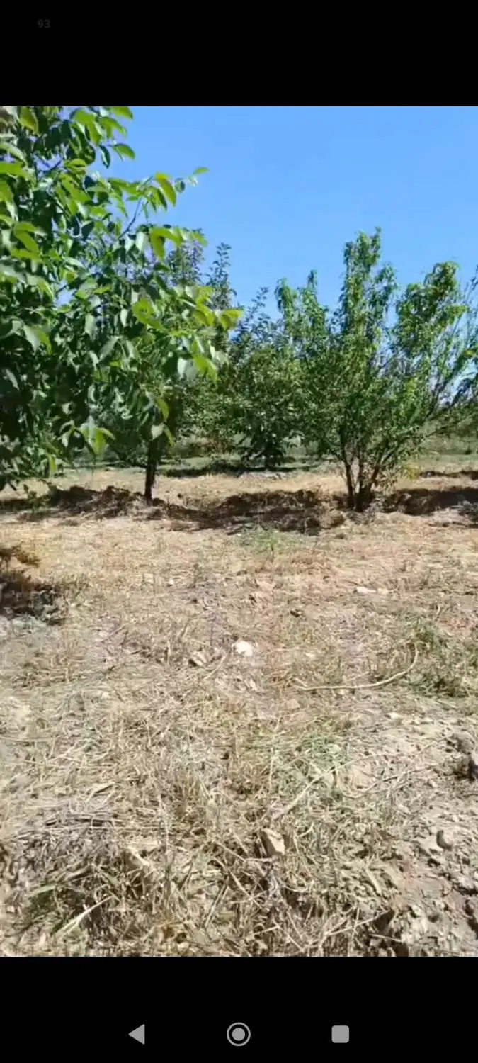 باغ ۷ساله