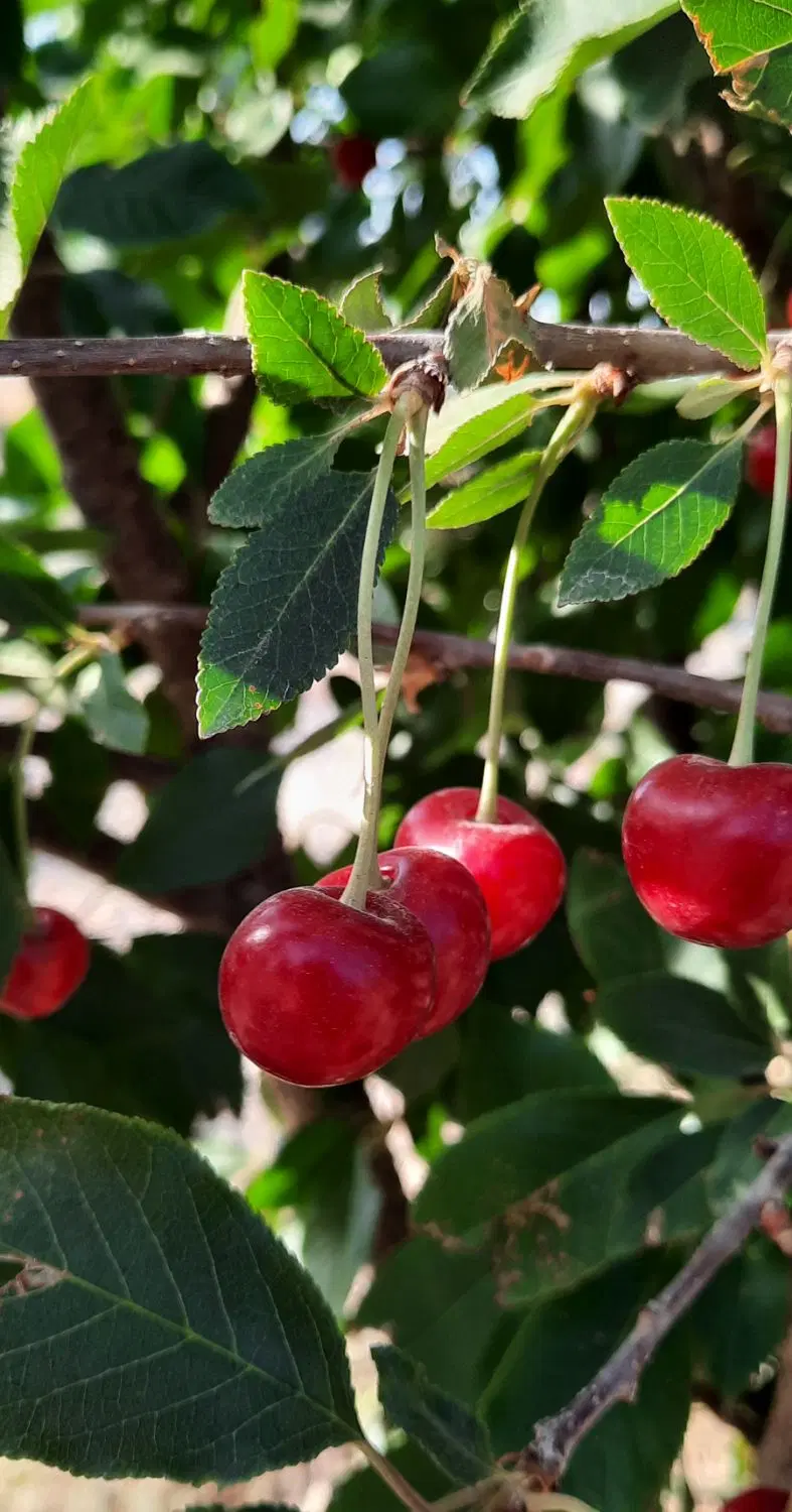 حسین آباد بغدادی زمین ویلایی فنس
