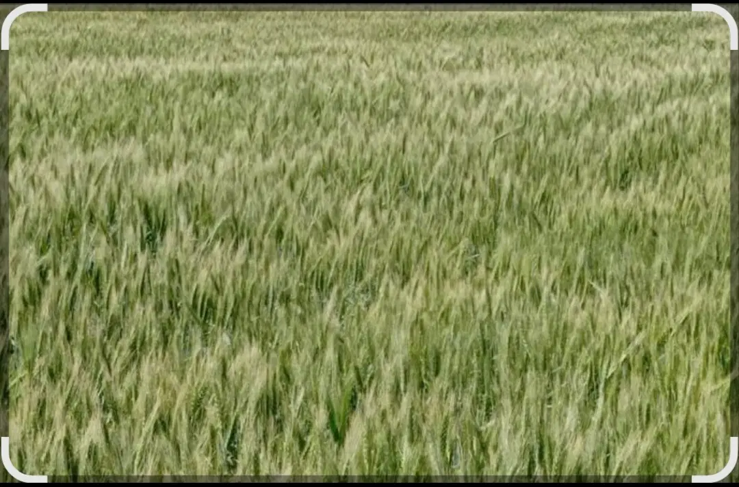 زمین کشاورزی