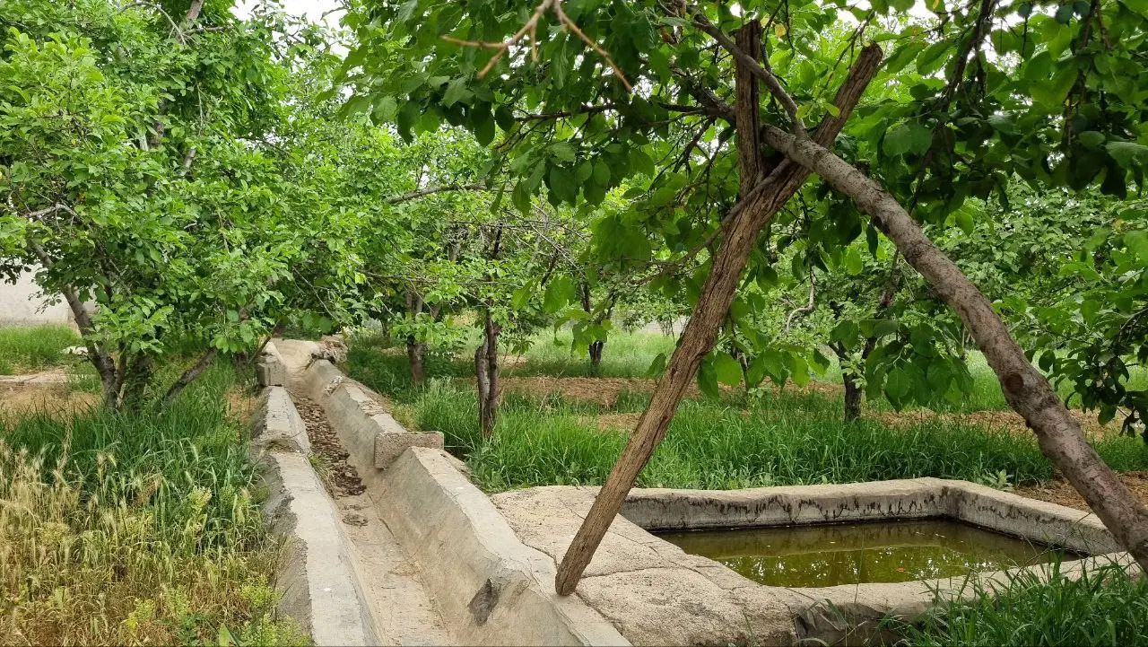 فروش یا معاوضه باغ با درآمد میلیاردی در سال