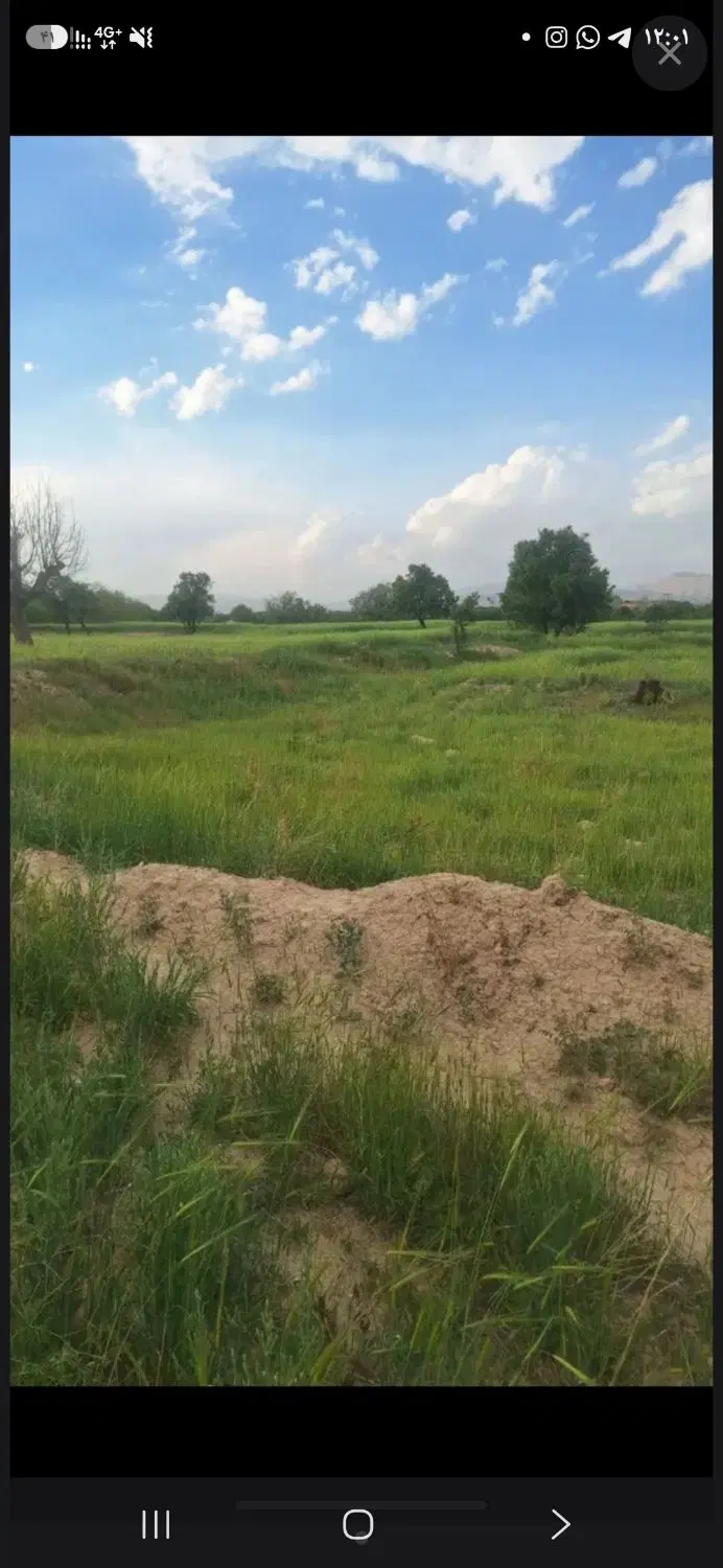 زمین باغی
