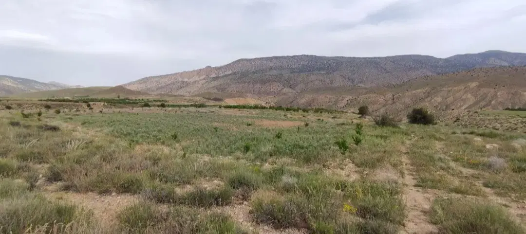 ۲۵۰۰ متر زمین شاهکوه