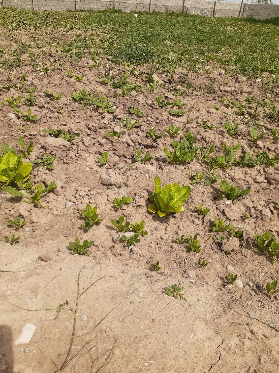 زمین مسکونی رامیان