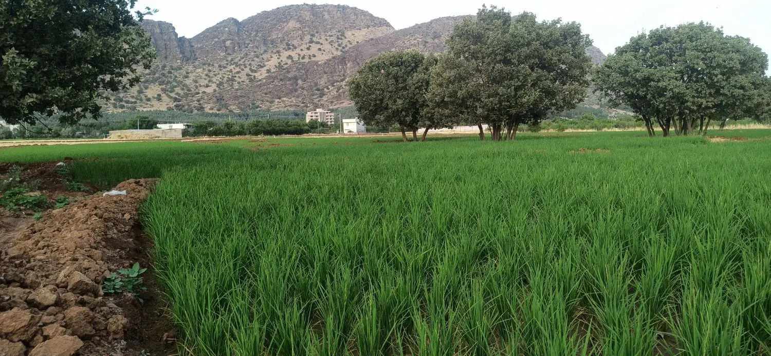 زمین100متری قلعه سنگی