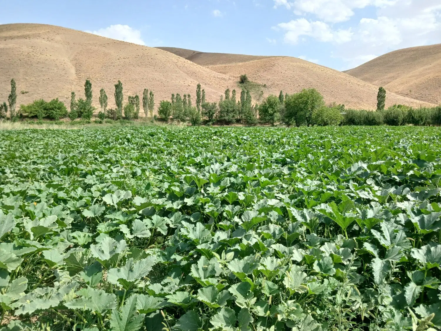 اجاره زمین دیم روستای قلقله