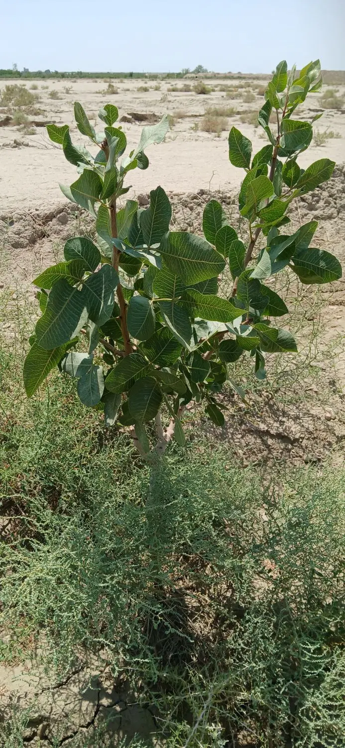 باغ پسته پیوند خورده