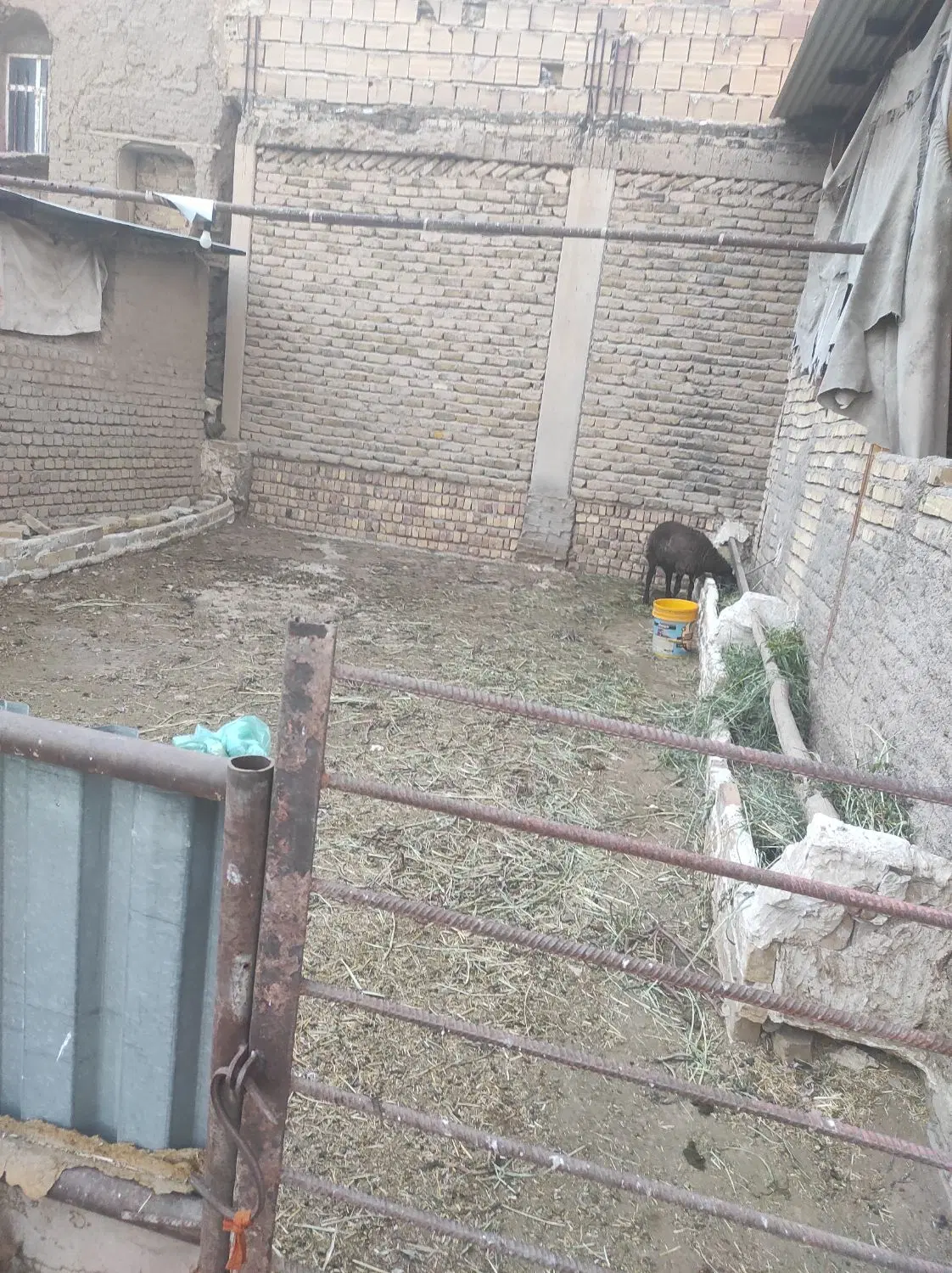 دامداری پیریوسفیان