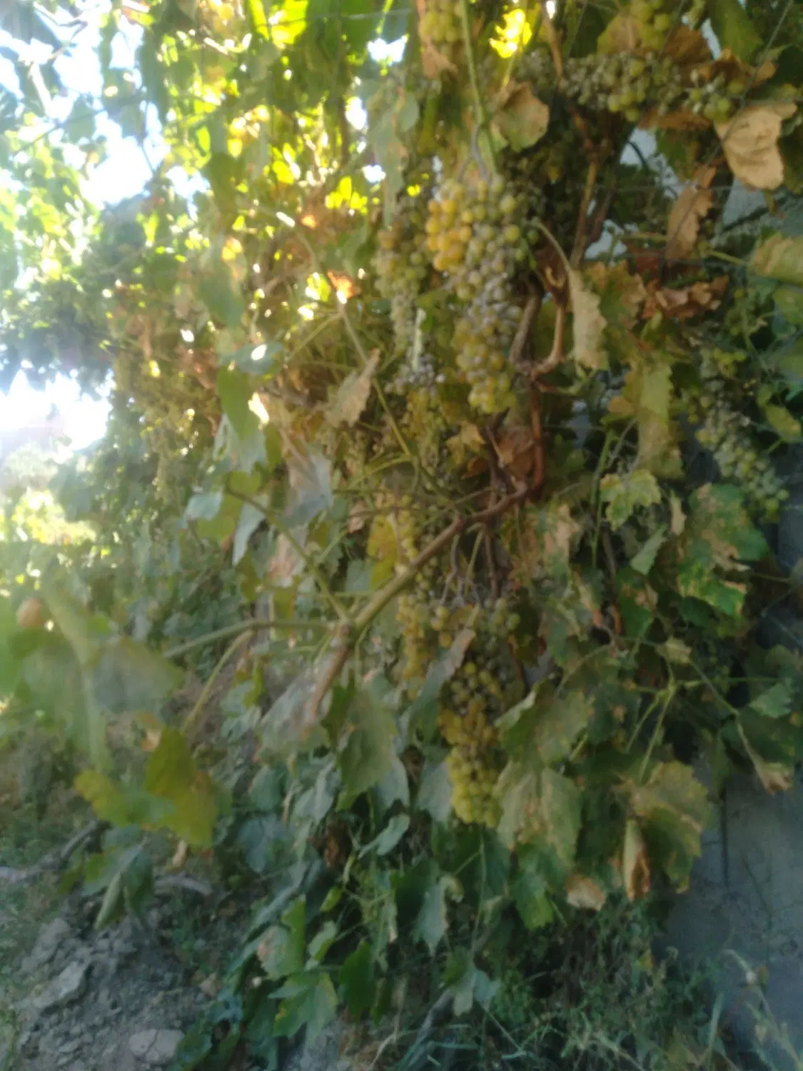 باغ انگور ودرختگردو