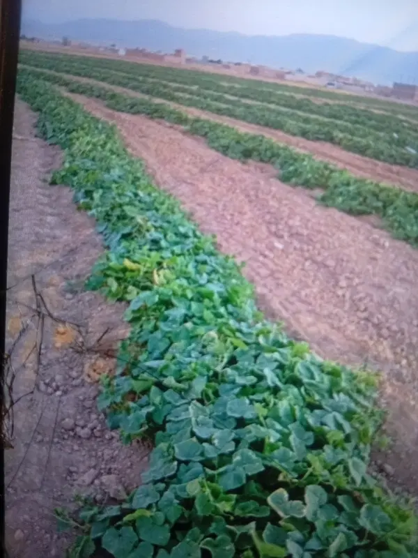 زمین برای کاشت سیر