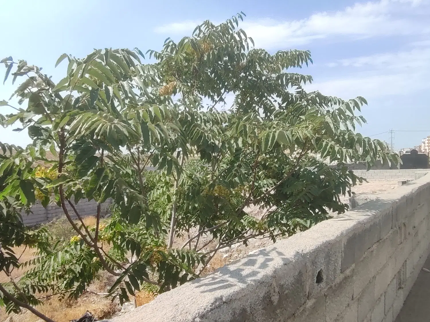 فروش قطعه ویلایی در سهند