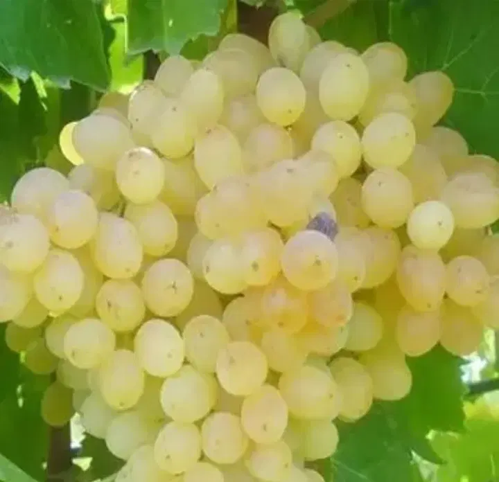 اجاره باغ انگور
