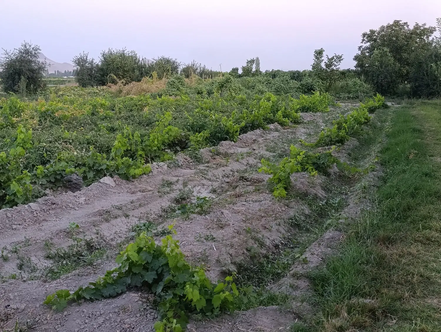 باغ باغچه