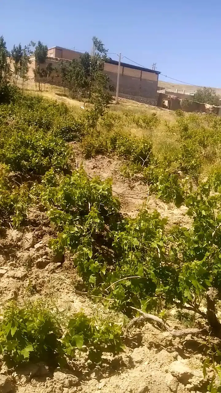 یک قطعه زمین باغی