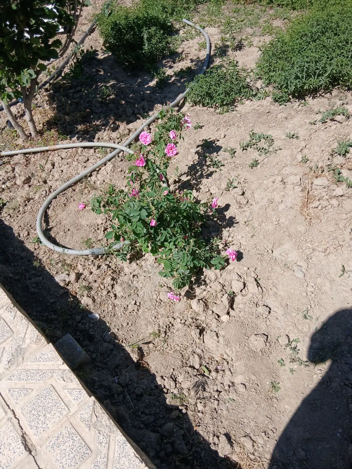 زمین کشاورزی واقع در تفریجان