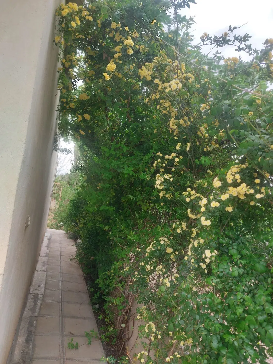 فروش باغ ویلا