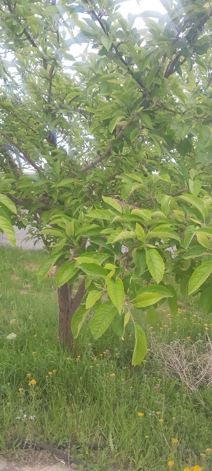 باغ دونبش ۸۳۷ متر اسپیران