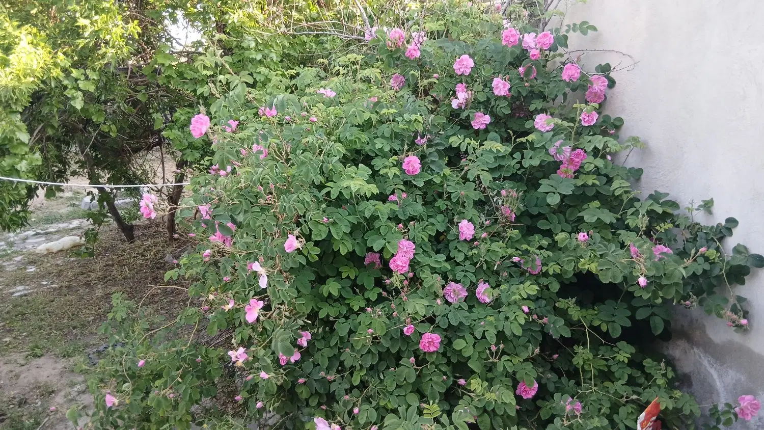 فروش زمین در روستای  نزدیک بافت