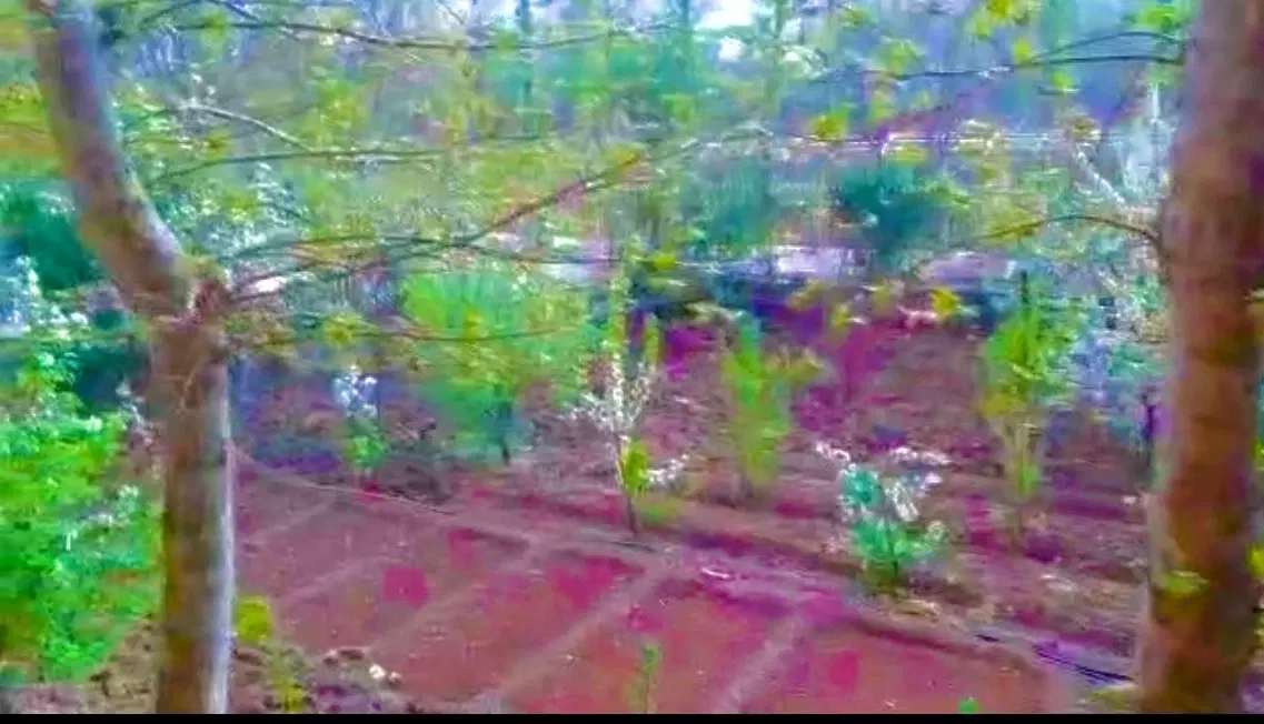 لواسون کوچک خونه باغ ۱۷۵۰ متر
