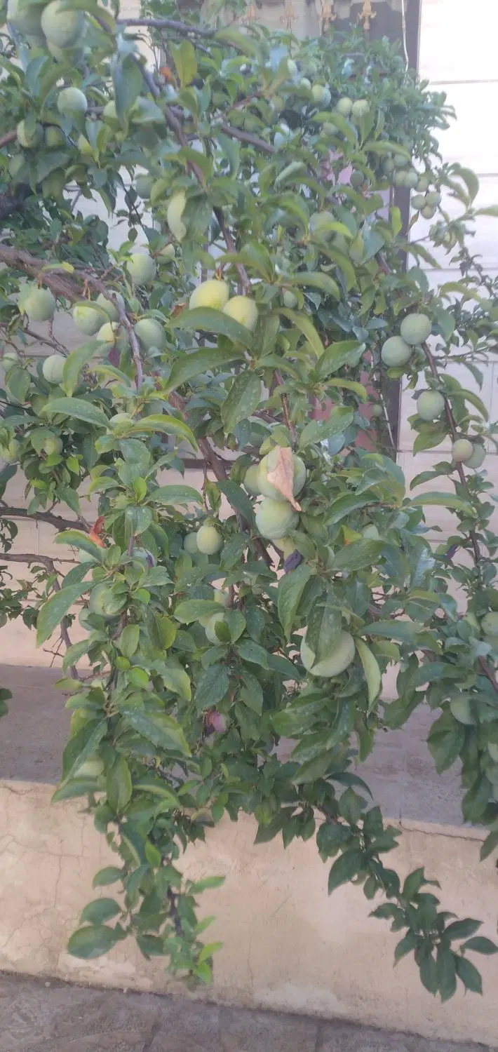 210متر خانه ویلایی 110متر بنا در میانه