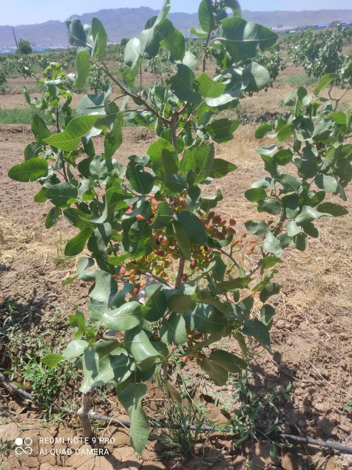 باغ پسته و درختان میوه