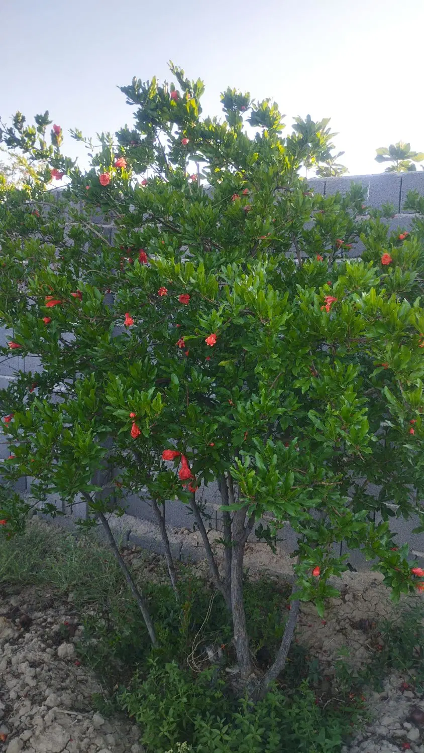 باغ انار برای فروش