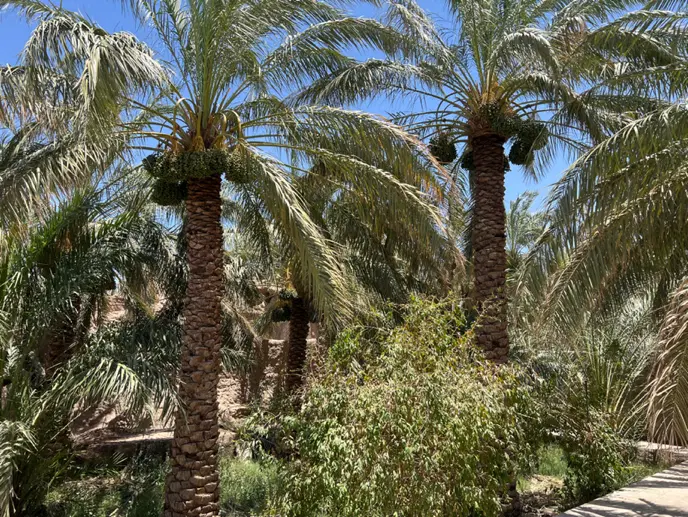 باغ خرما