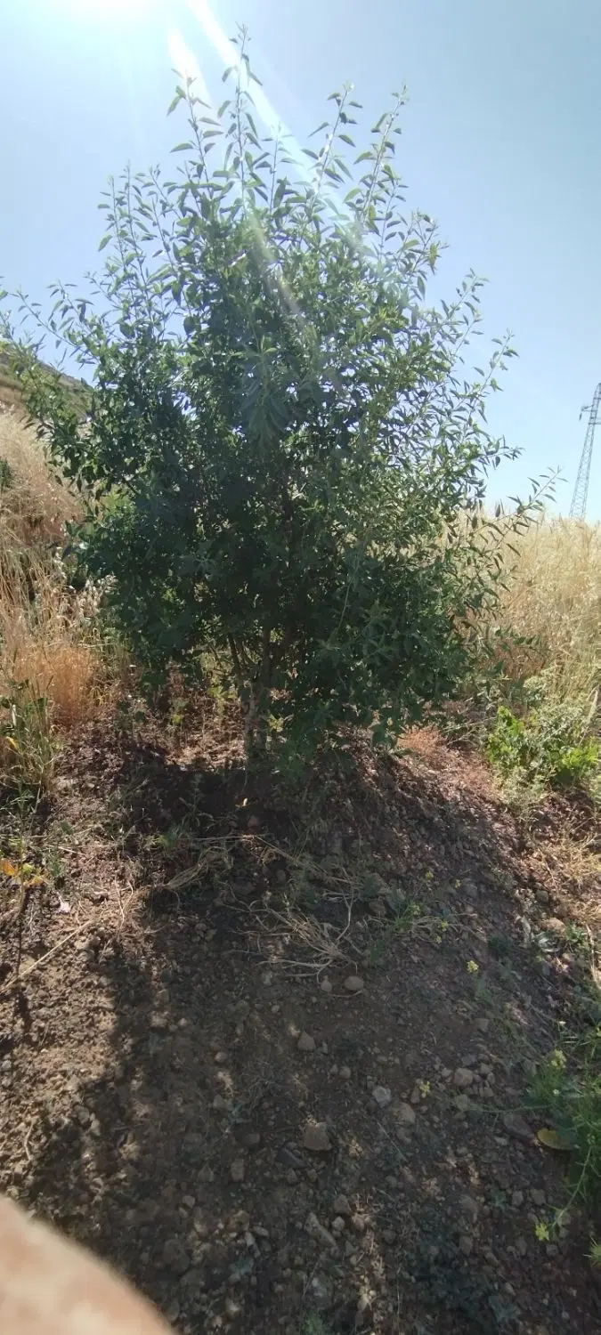 زمین باغی بره جاده اصلی