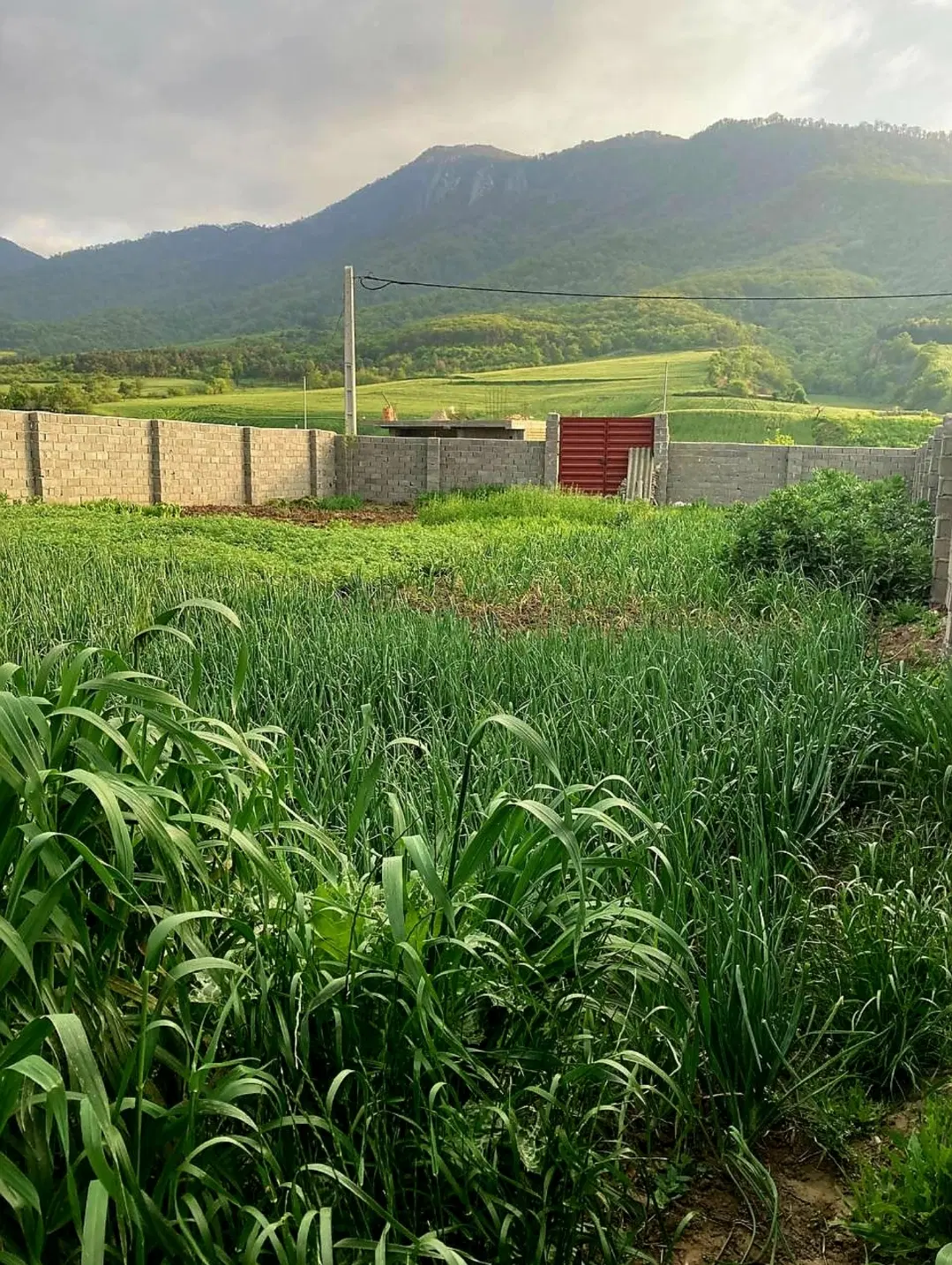 اجاره ی حیاط ۶۰۰ متری در پاسنگ