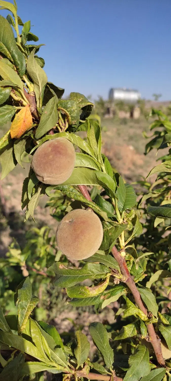 تفریحان شهرک شهید شادکانی