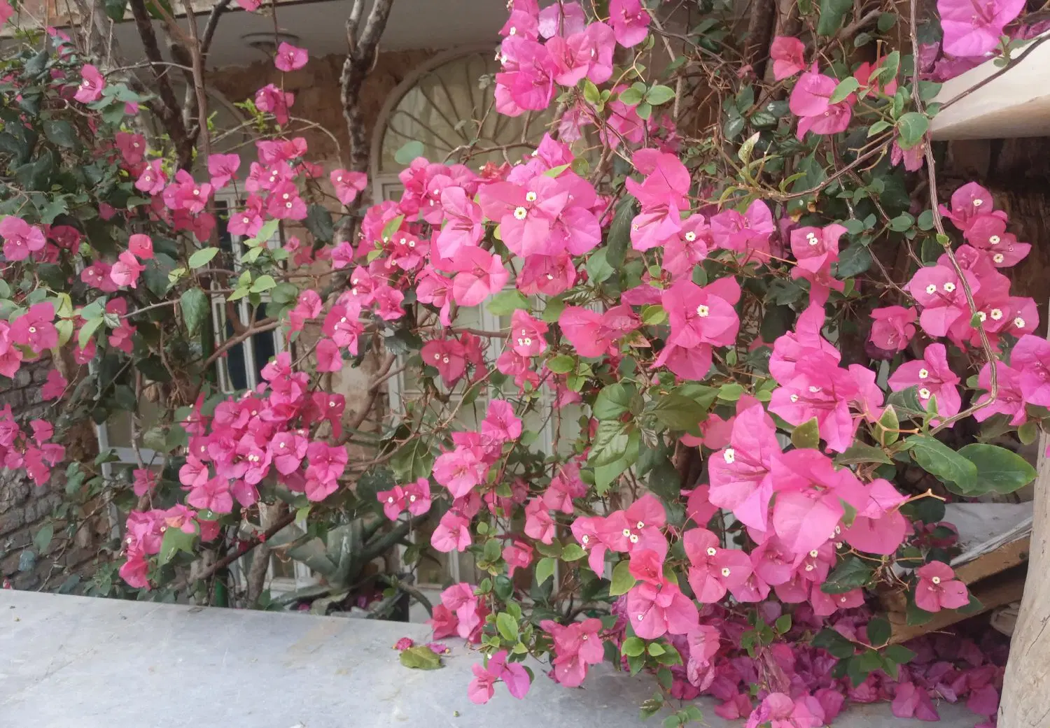 اجاره ویلایی گلخانه ای