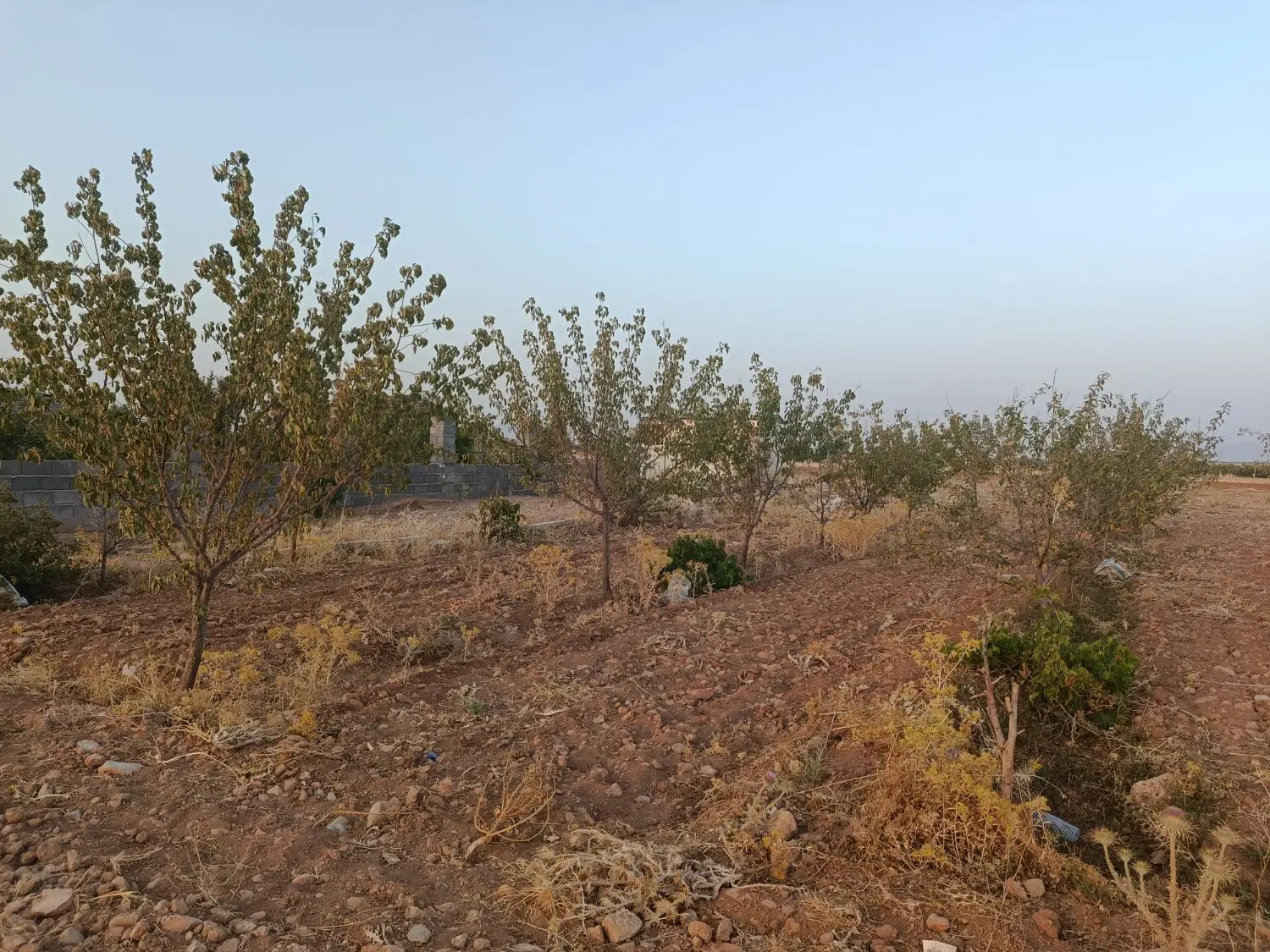 زمین باغی