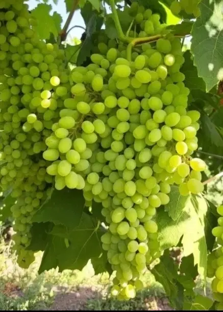 اجاره باغ انگور