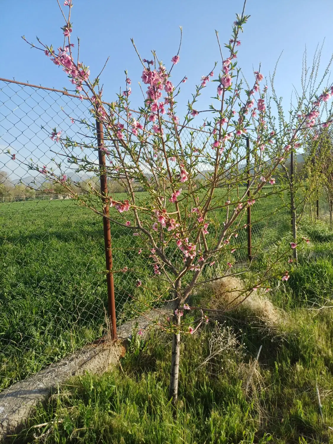 زمین باغی