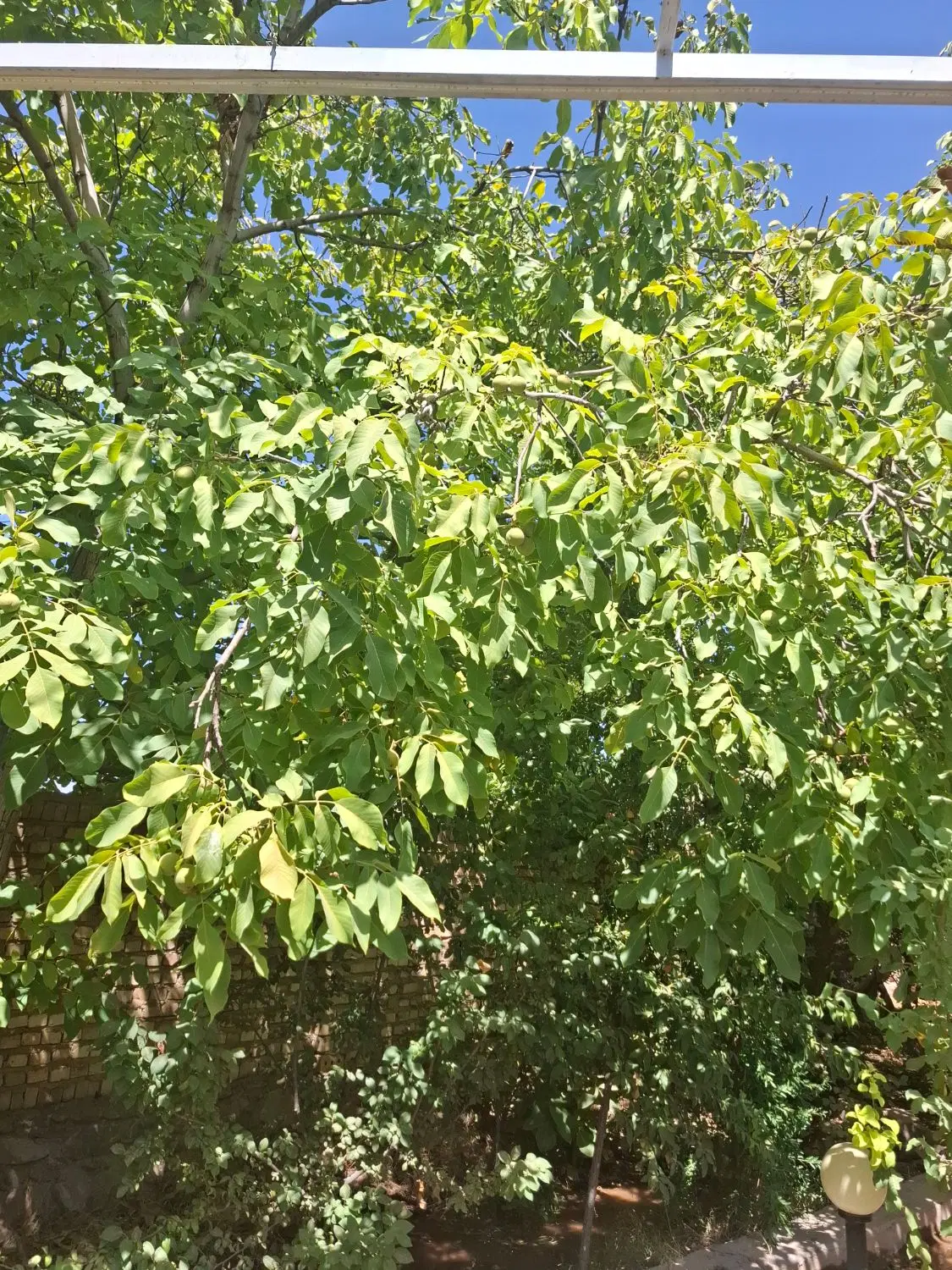 باغ میوه