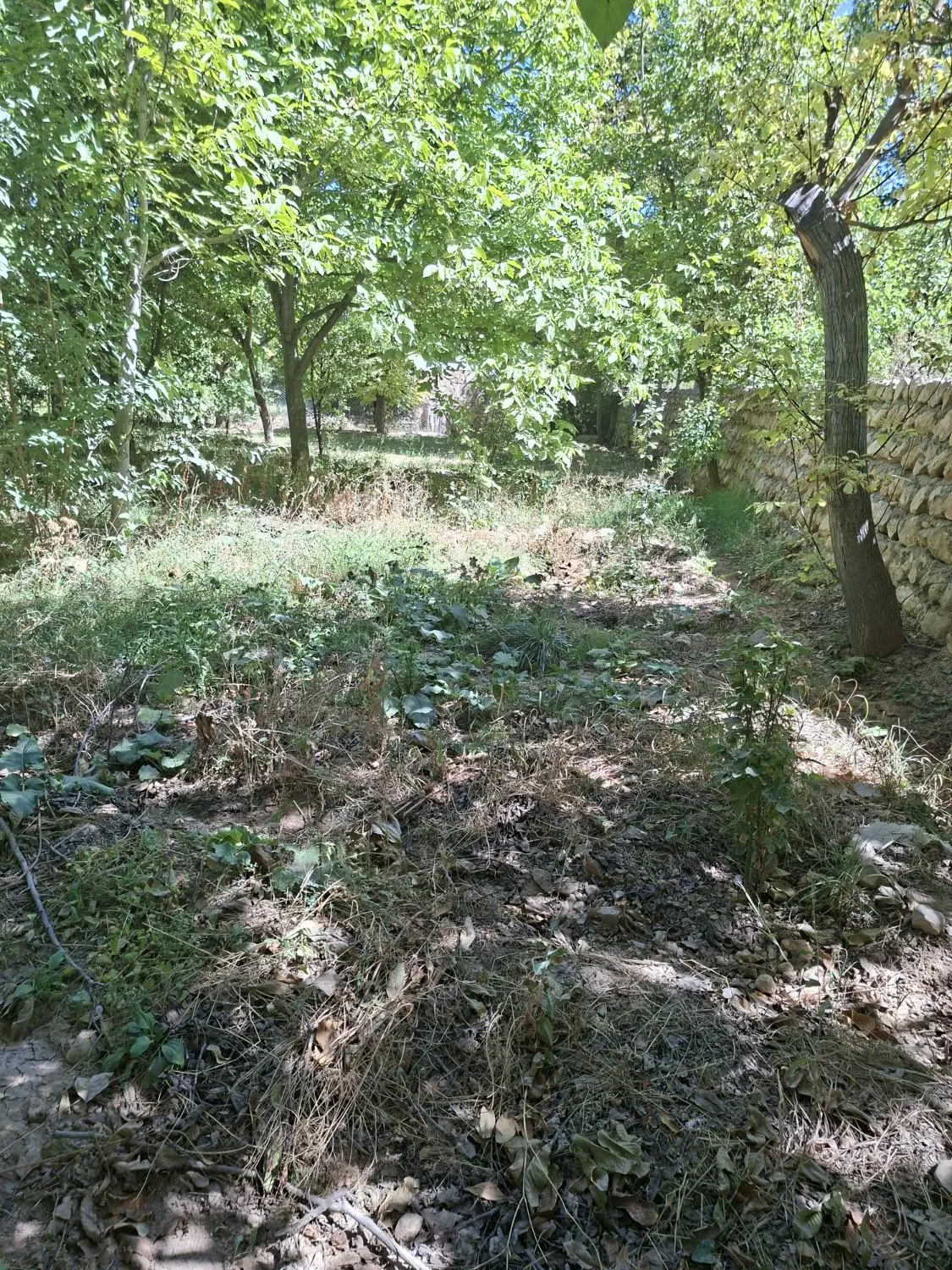 باغ روستای فیروزه