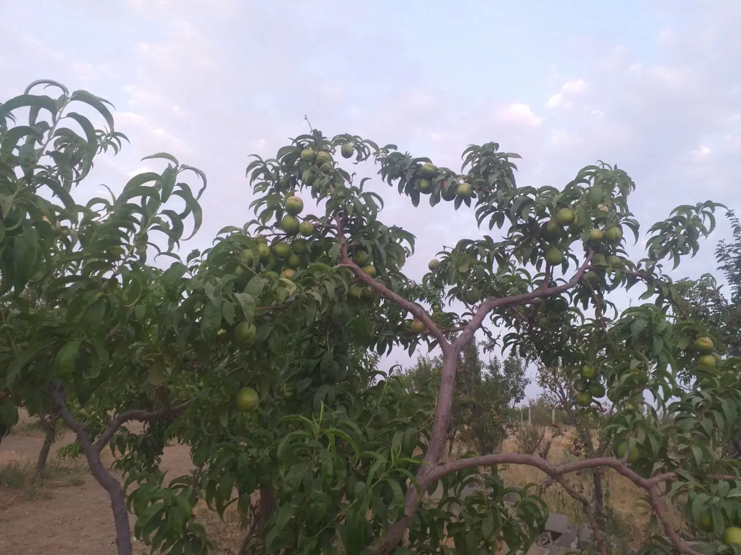 باغ میوه شلیل والوشابلون