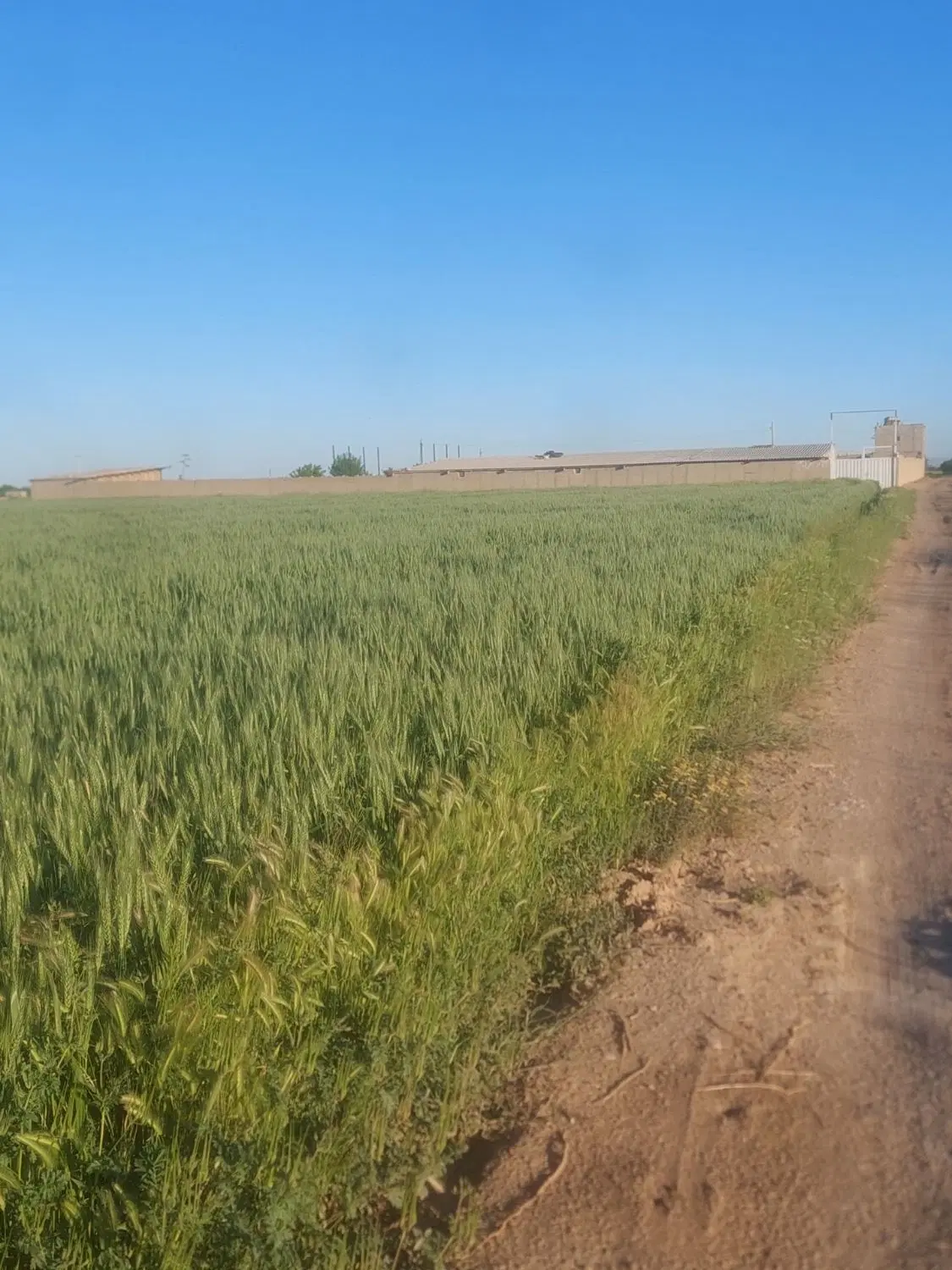 مزرعه کشاورزی چاه آب و گاوداری بامجوز صنعتی