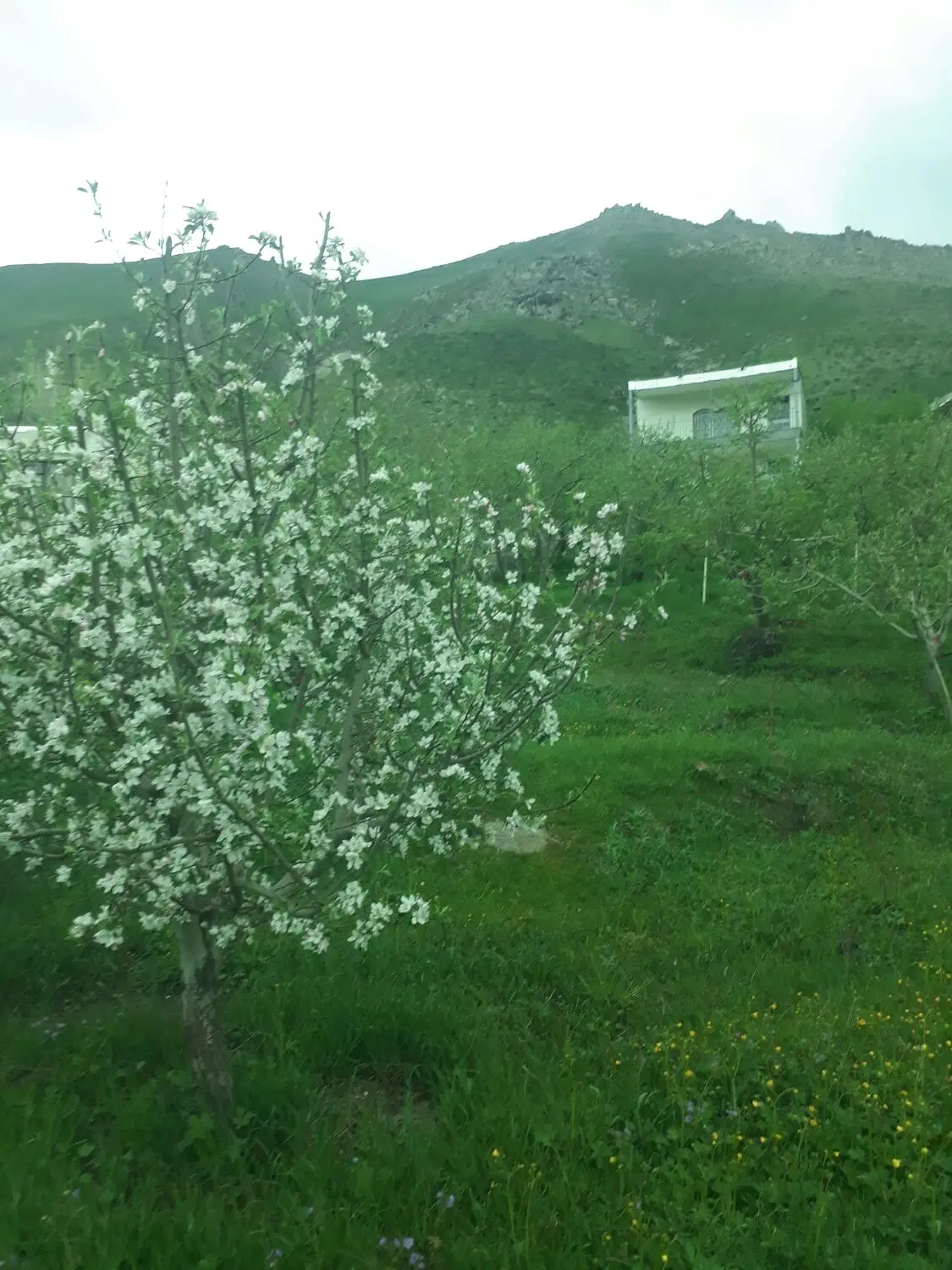 باغ تکمیل واقع در حیدره بالای شهر