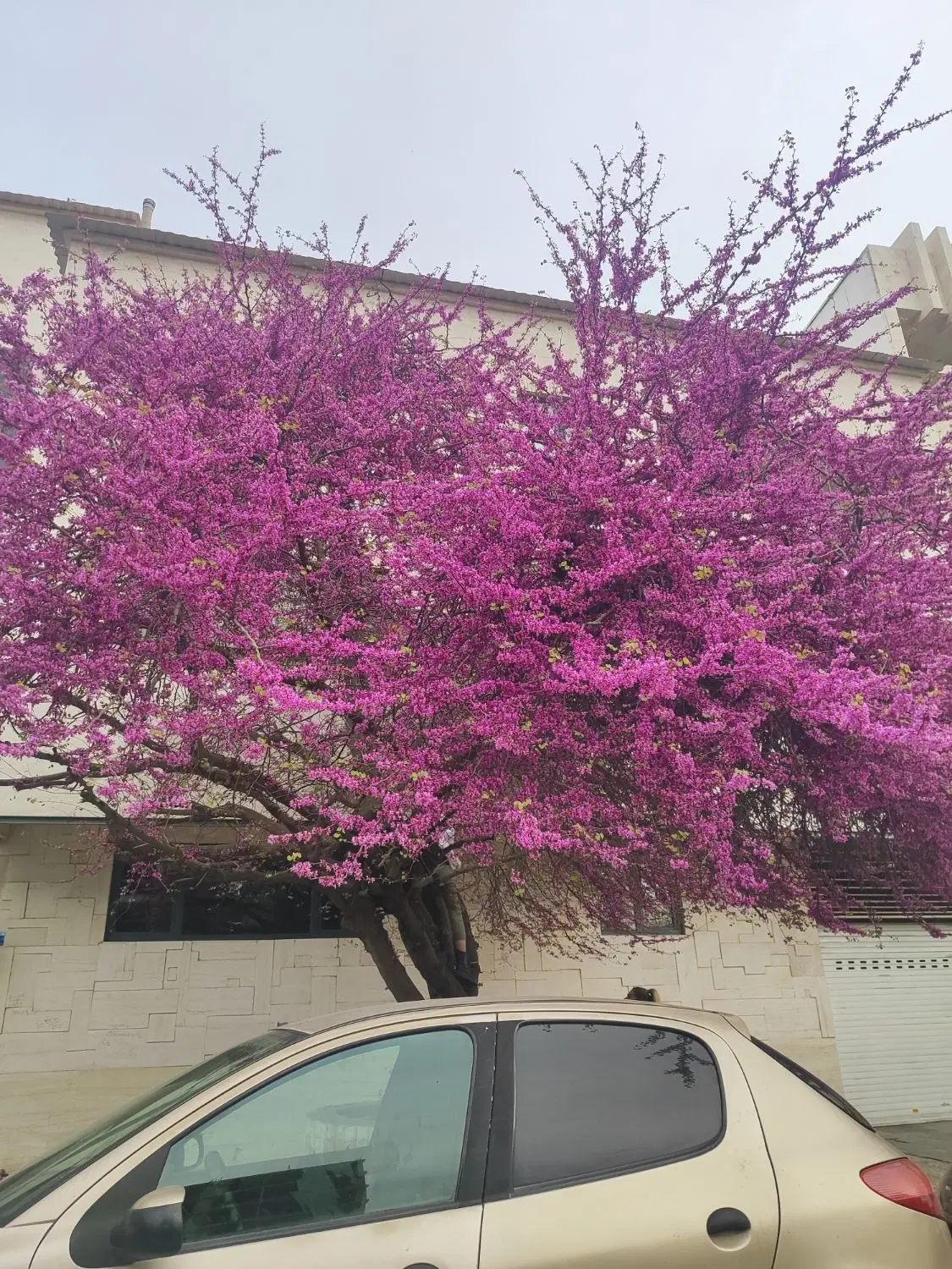 رهن و اجاره ویلایی مستقل سه خواب